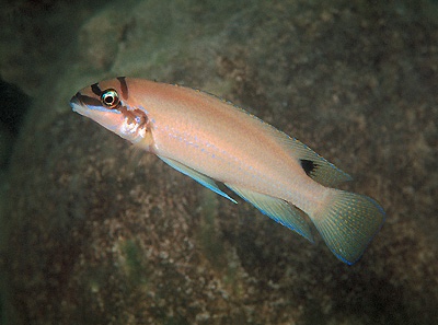 Chalinochromis brichardi 'Kalambo Lodge'